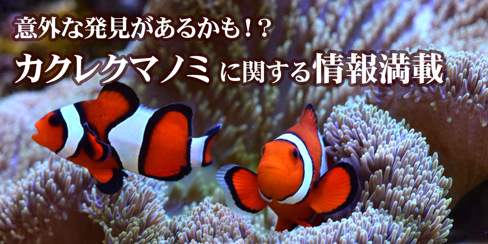 カクレクマノミ｜神畑養魚株式会社